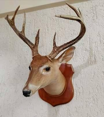 Cabeza De Siervo O Venado Disecada. Taxidermia