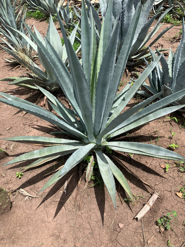 Ejemplar De Agave Espadín Para Decoración 90 Cm