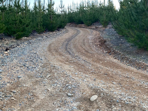 Predio Forestal En Constitución, Regeneración Plan De Manejo