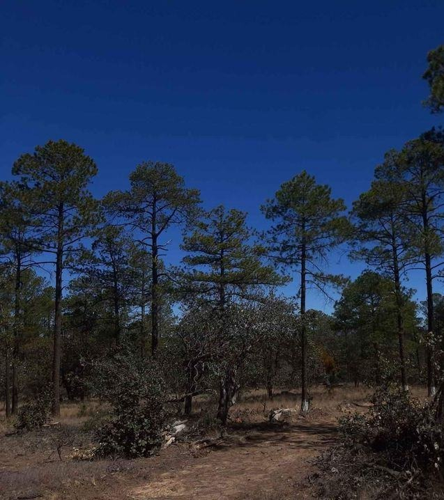 Vendo Lote En Fracc. Campestre A 1 Hora De La Cd. De Durango, O Cambio X Vehículo Automático De Valor Equivalente