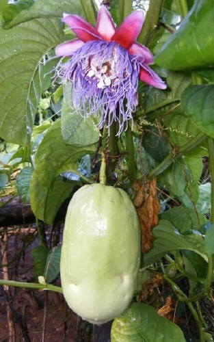 20 Semillas De Maracuya Gigante  !!!