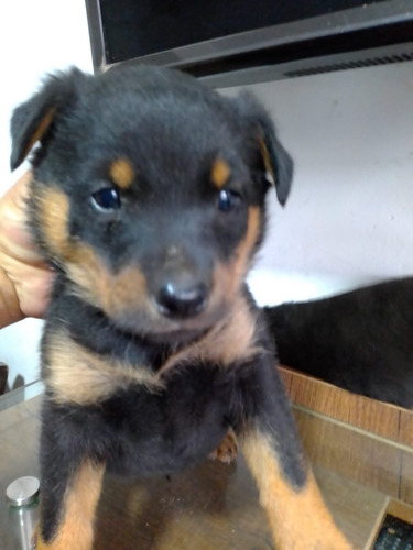Rottweiler Excelentes Cachorritos
