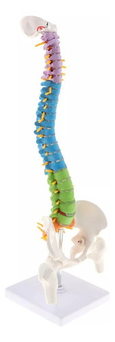 Modelo De Columna Vertebral Humana Flexível De 45 Cm