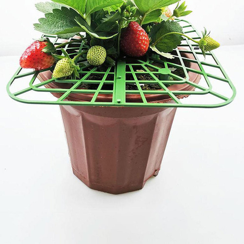 10 Soportes Para Plantas De Fresa, Kit De De Fresas Para