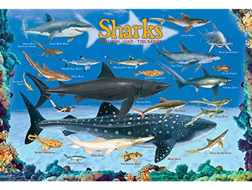 Sharks 100 Piece Jigsaw Puzzle