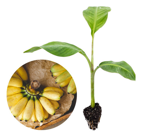 Kit 3 Mudas De Banana Mel Fácil Plantio Cultivo Com Manual