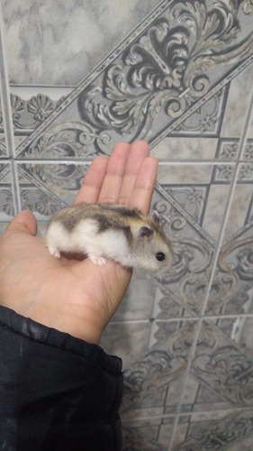 Hamster Anão Russo, Cores Diversas Preço Por Tempo Limitado