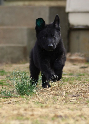 Ovejero Belga 23 Negro