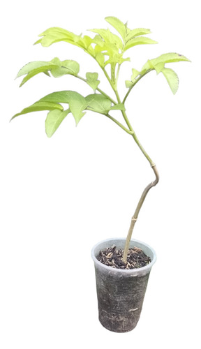 Planta Plántula De Árbol De Sauco ( Sambucus Nigra )