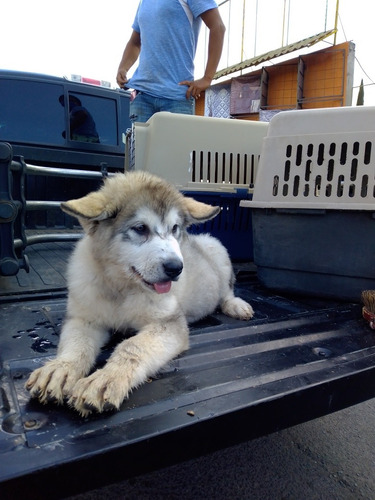 Alaska Malamute Excelentes Cachorros 