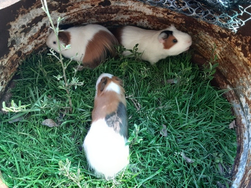Imagen 3 de 5 de Mascotas Cuines