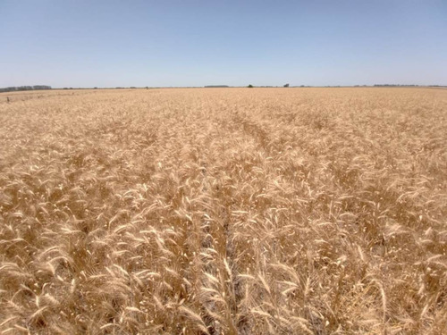 Imagen 5 de 7 de 23 Hectáreas Agrícolas, Almada Gualeguaychú.