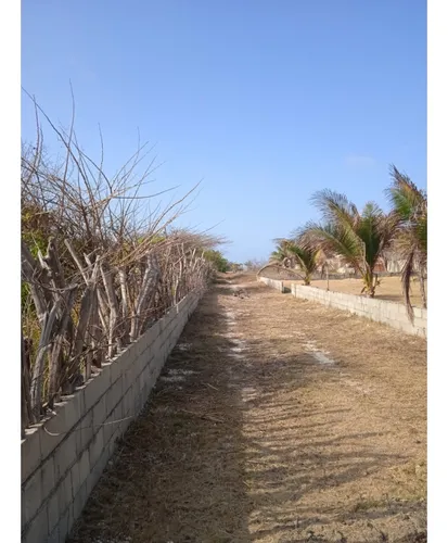Lote Tiki Tiki