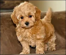 Comprar Maltipoo    Garantia De Vida Y Garantia De Raza   