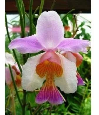 Orquídea Vanda Teres ( Papilionanthe Teres Tipo ) *adulta*