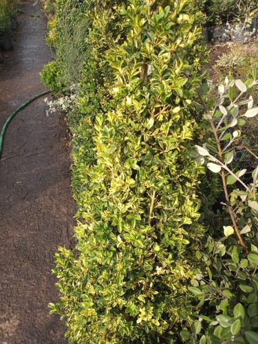 Buxus Topiario, Arbolito Topiario, Buxus Cono 20lts