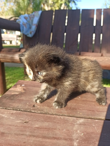 Gato Persa Hembra Tortie Black 15/3