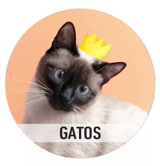 Gatos