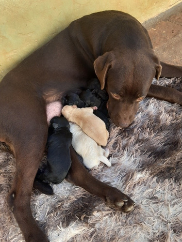 Imagem 1 de 5 de Labrador Fêmea Com 10 Dias