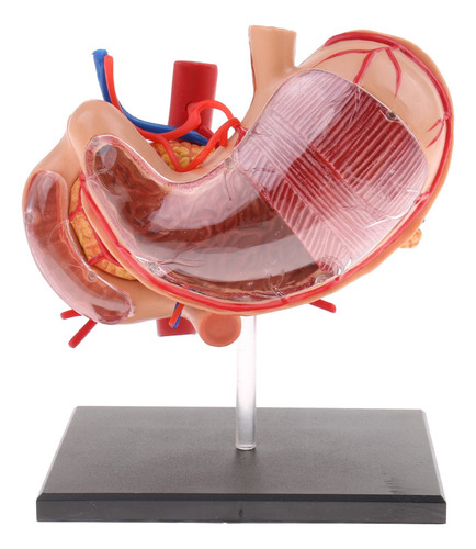 Imagem 3 de 8 de Pâncreas Humano Do Estômago 2: 3 Com Estudo De Anatomia Do