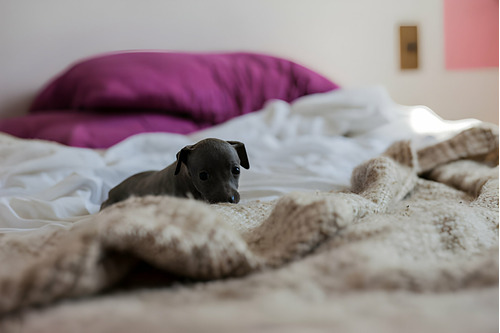 Cachorros Lebrel Italiano Perros Galgo Italiano Puppy Pet 