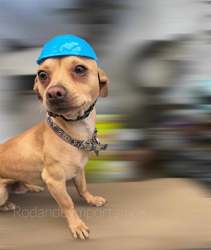 1 Casco Motociclista Para Mascotas Perros Gatos Ajustable