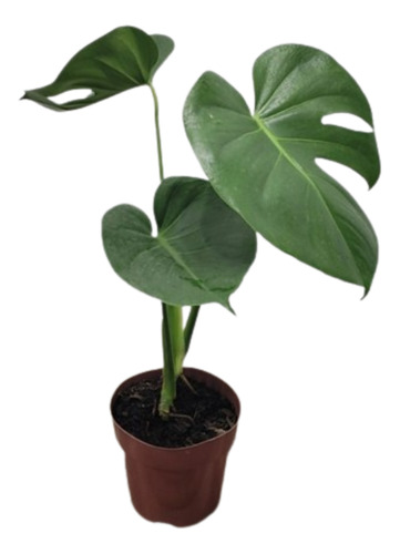Muda Costela De Adão (monstera Deliciosa)