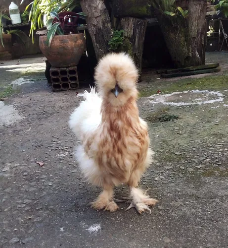 comprar Ovos Sedosa Do Japão Silkie Galo Galinha Aves Puras
