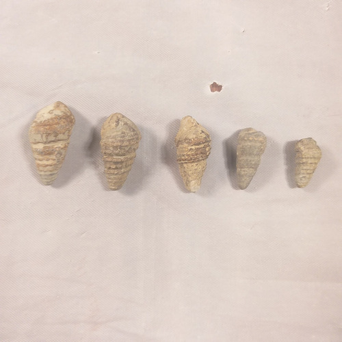 5 Piedras Turritelas Beige (Usado)