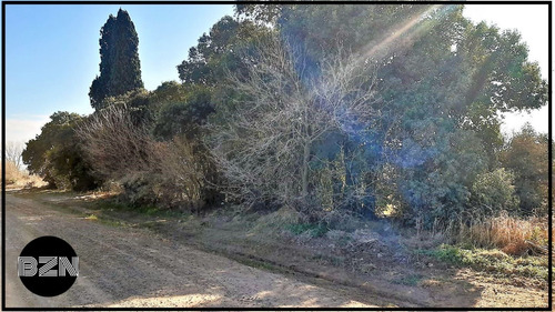 Imagen 6 de 8 de Campo 4 Hectareas En Arrecifes.