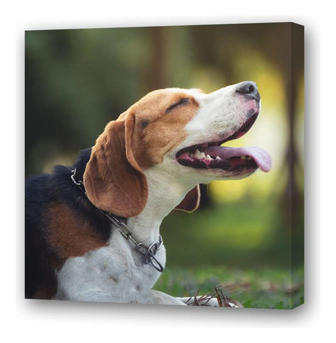 Cuadro 45x45cm Perros 10 Beagle Riendo Imagen Graciosa