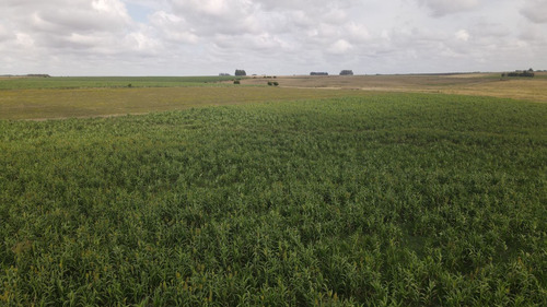 Campo En Venta De 150 Ha Agrícola Ganadero En Florida (ref: Atm-7901)