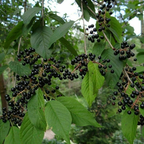 50 Semillas De Arbol  De Cerezo Negro