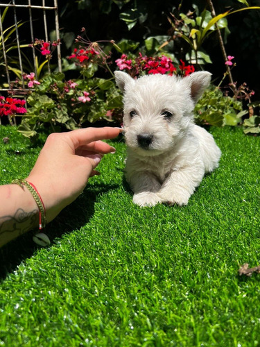 Maravillosos Westie Inscritos En El Kcc, Las Condes