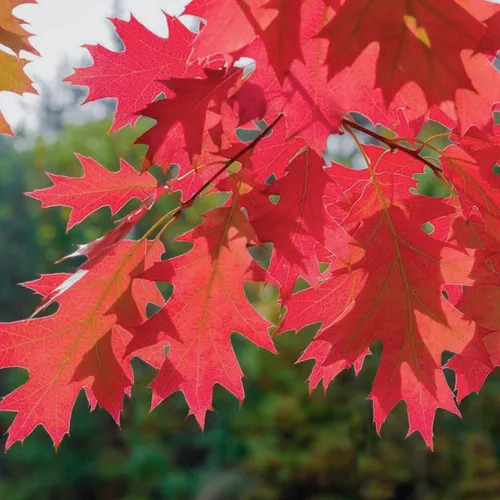 Quercus Rubra 50cm. Aprox, Encino Rojo | Meses sin interés