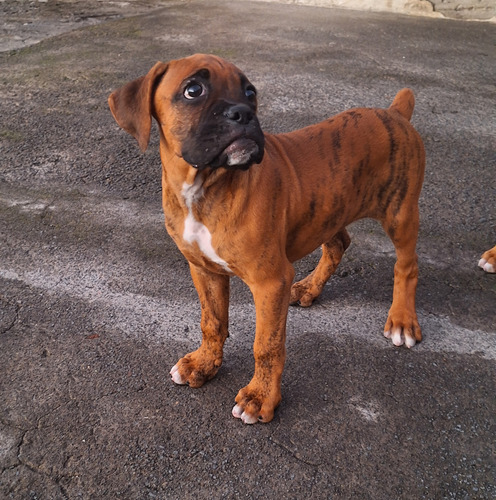 Hermosas Cachorras Boxer En Ado De 2 Mese Con Segunda Vacuna