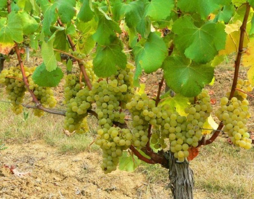 Uva Sauvignon Blanco + Regalo