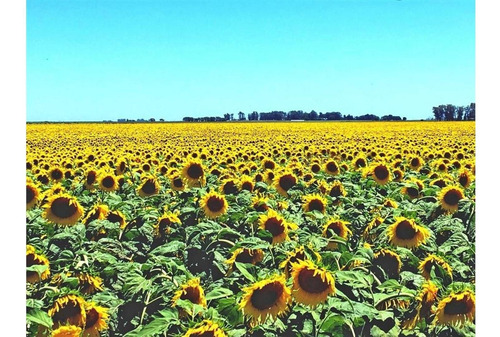 Imagen 13 de 15 de Campo En Quemu Quemu La Pampa
