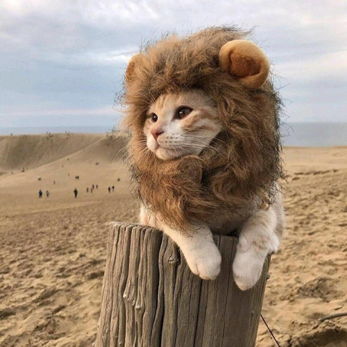 Cachorro, Gato, Juba De Leão, Juba De Leão Realista Ym