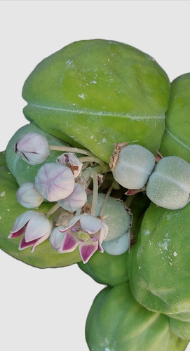 25 Semillas Frescas Calotropis Procera Manzana De Sodoma (Usado)