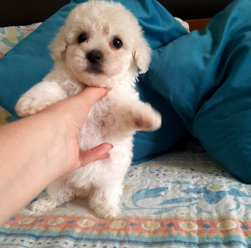 Poodle Micro Toys Pequeños