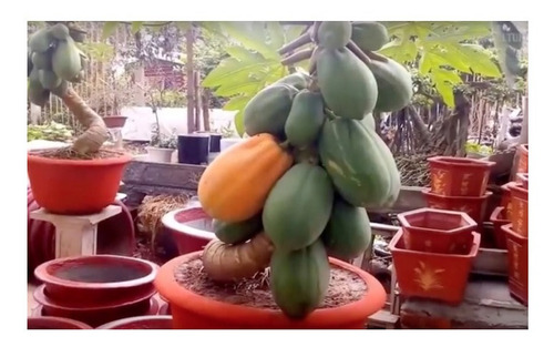 70 Sementes Mamão Anão Do Amazonas Papaya P Mudas Fruta Vaso