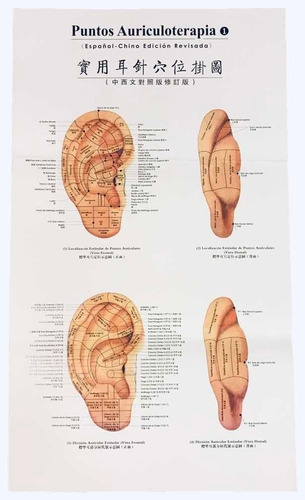 Posters Acupuntura - Auriculoterapia.español. Medicina China