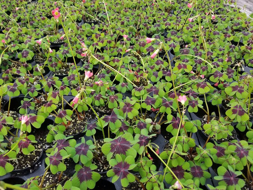 Bulbos De Oxalis Iron Cross (trebol De 4 Hojas) X10 Bulbos