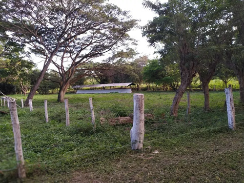 Venta Granja Integral Productiva Avicola Ganadera Y Minera Tinaquillo Edo. Cojedes Negociable Con Financiamiento Jm