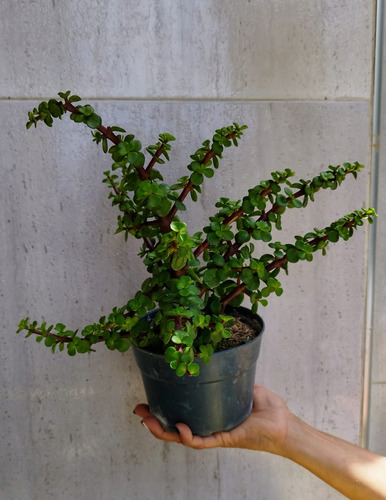 Planta Jade Crassula Ovata