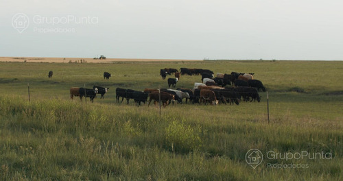 Campo En Arrendamiento - Artigas