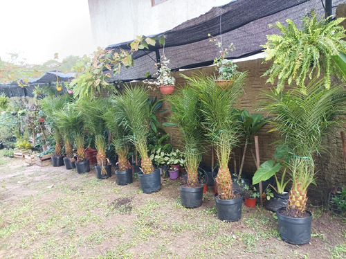 Palmera Fénix Pack 3 Unid Envío Gratis