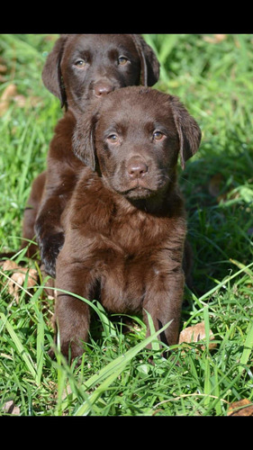 Cachorros Labrador