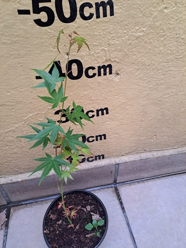 De Semillas Arce Palmatum Japones, Fotos Reales Hago Envios